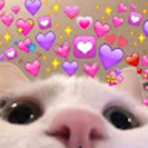 kittycata505